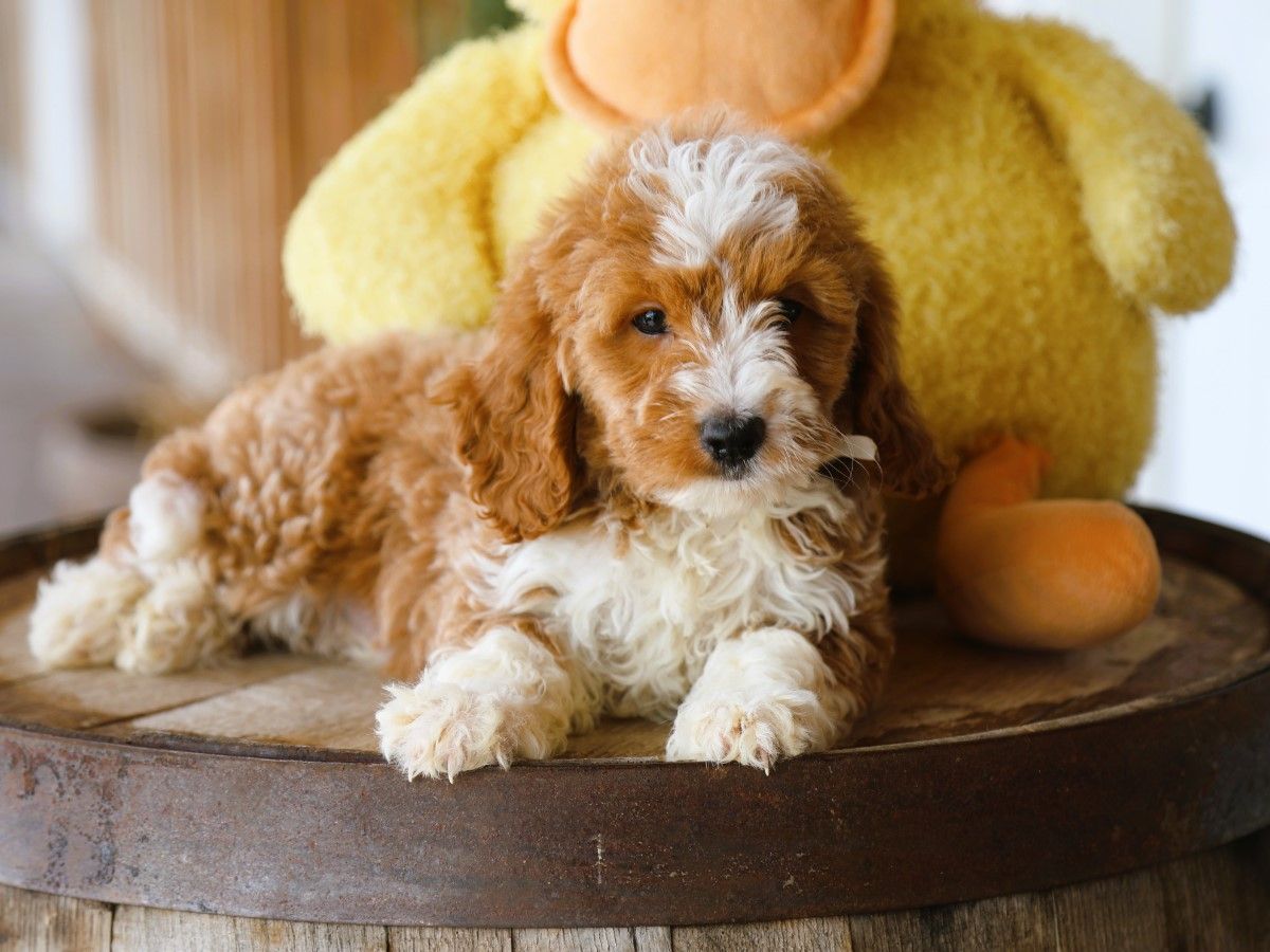 milo (3).JPG
