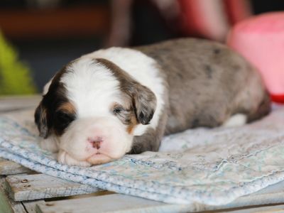 LUCY • RESERVED