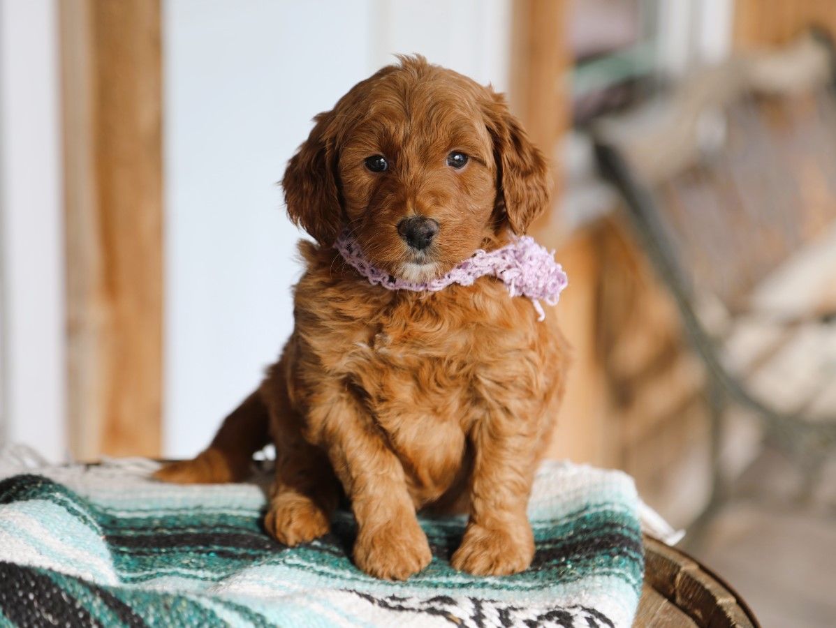  Izzy • click to meet