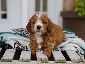 Brinley • click to meet