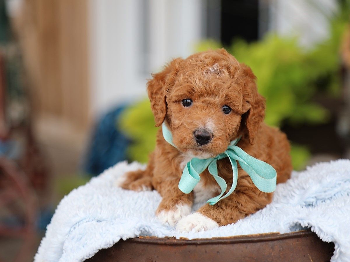 finnegan (2).JPG