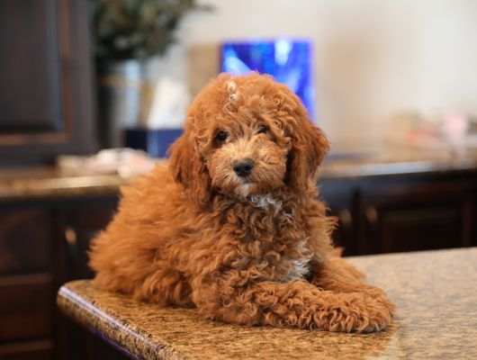 COOPER • HOMED