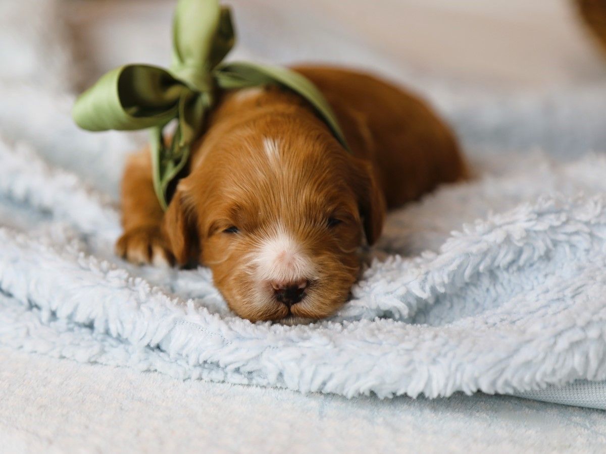 Charlie (4).JPG