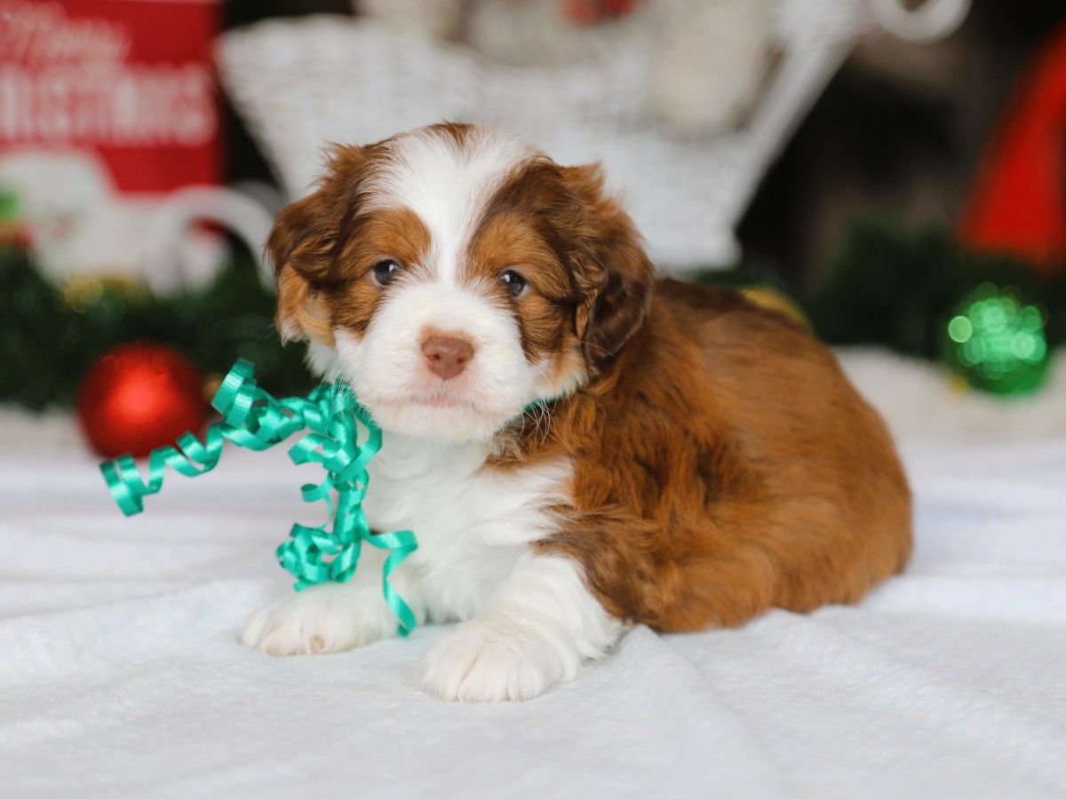  Tundra • click to meet