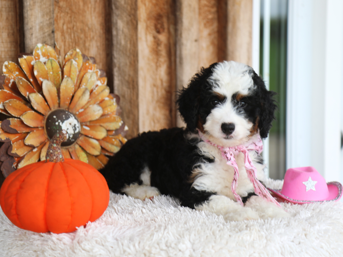 Willow • Click to meet