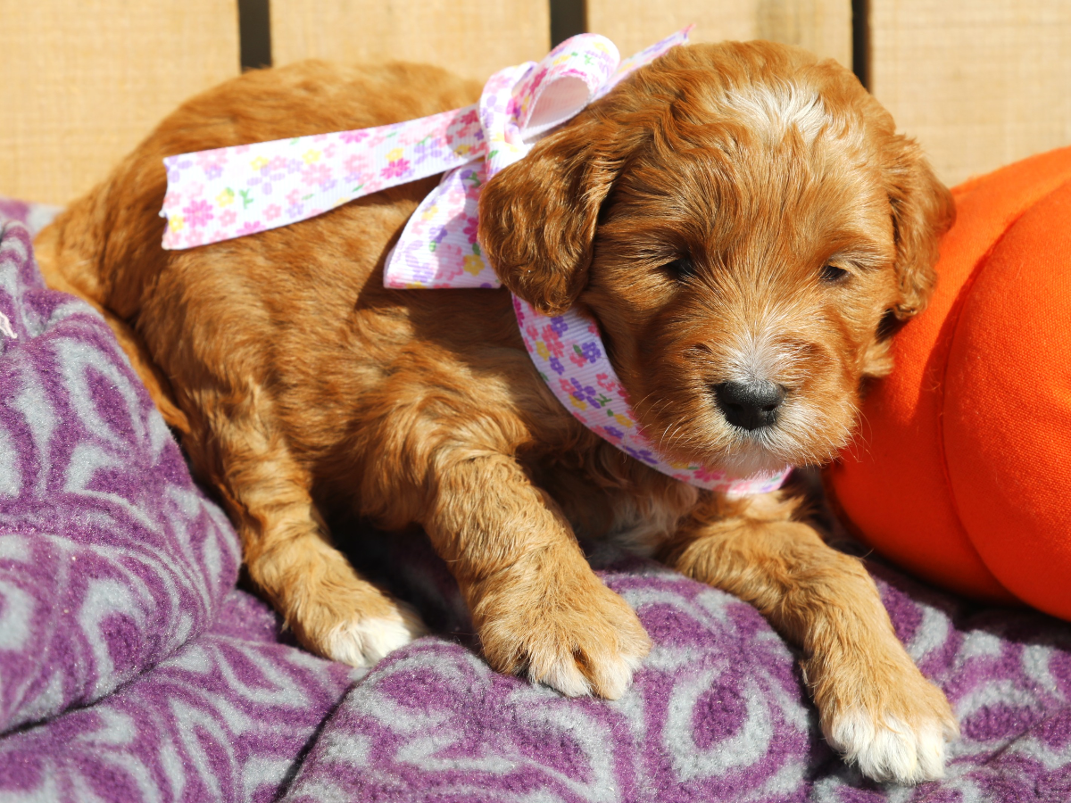 Duchess (1).png