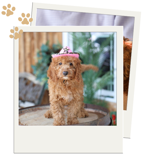 F1B Goldendoodles for Sale - Image 2.png