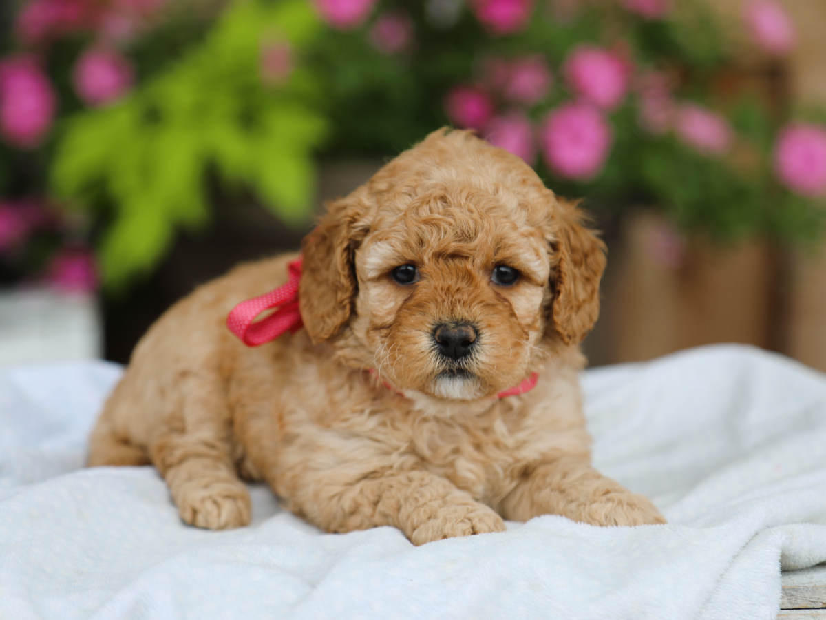  Flossie • click to meet