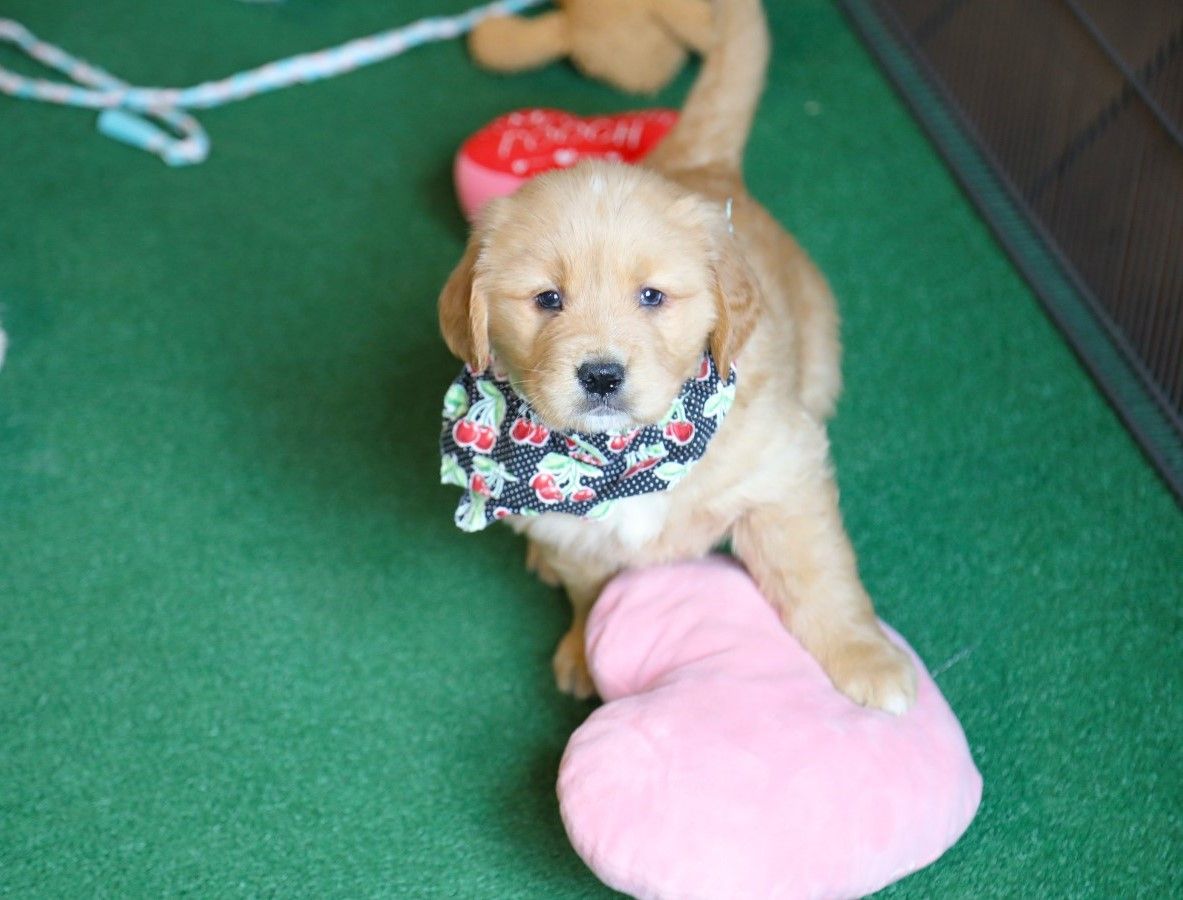 ruby (4).JPG
