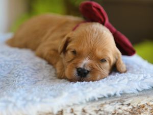 Winchester • click to meet