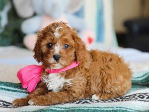 Zoey • click to meet