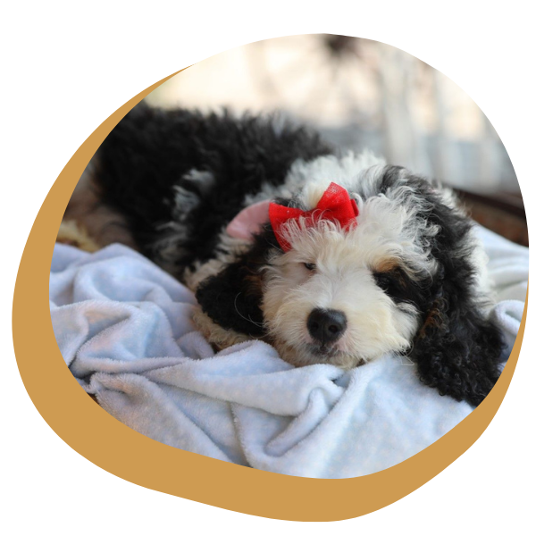 Bernedoodle Puppies for Sale - Image 1.png