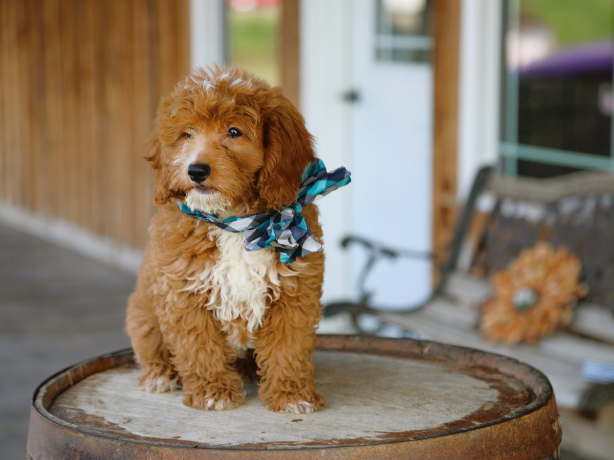  Truffle • click to meet