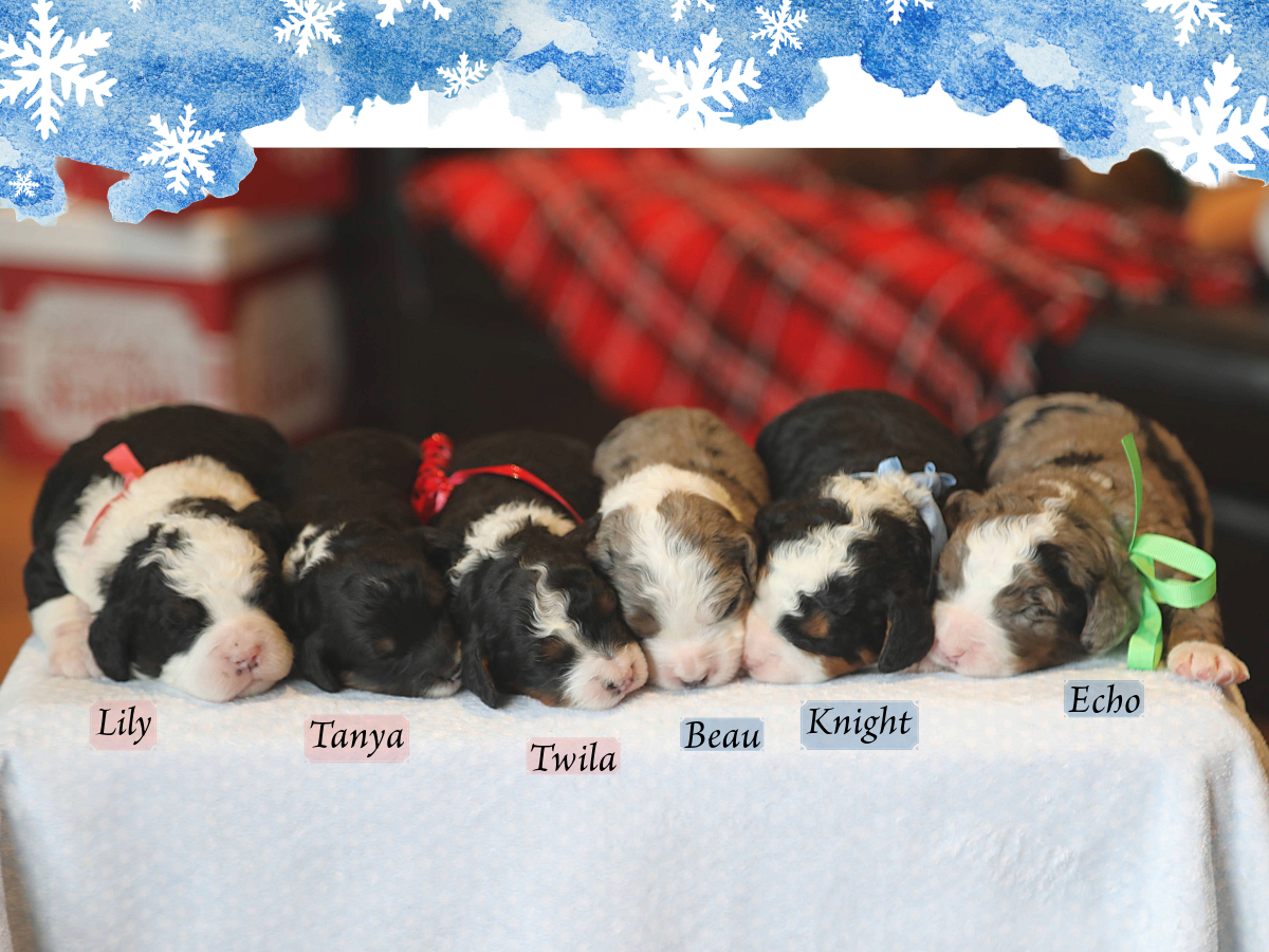 Valerie's Babies - click to meet