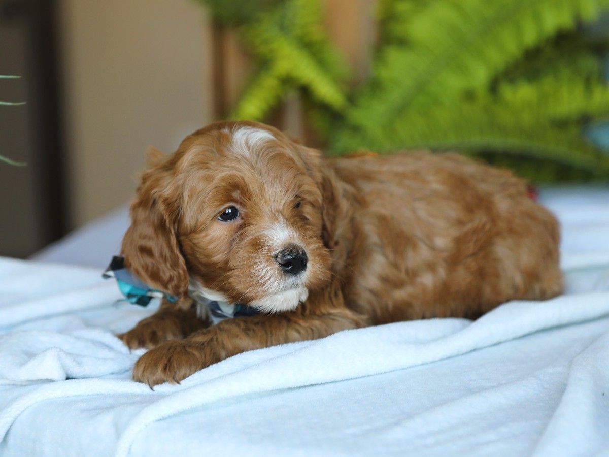 Trusty (3).JPG