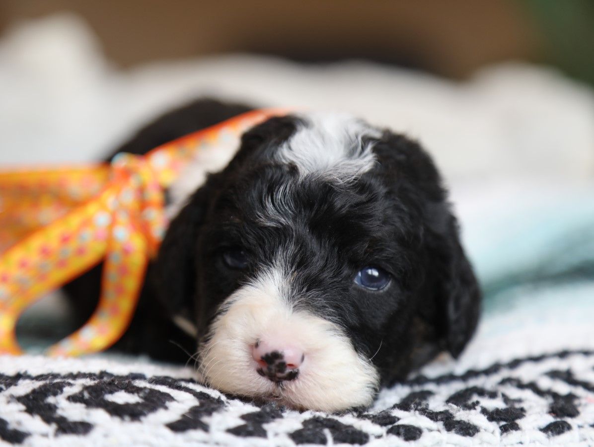 Willow (4).JPG