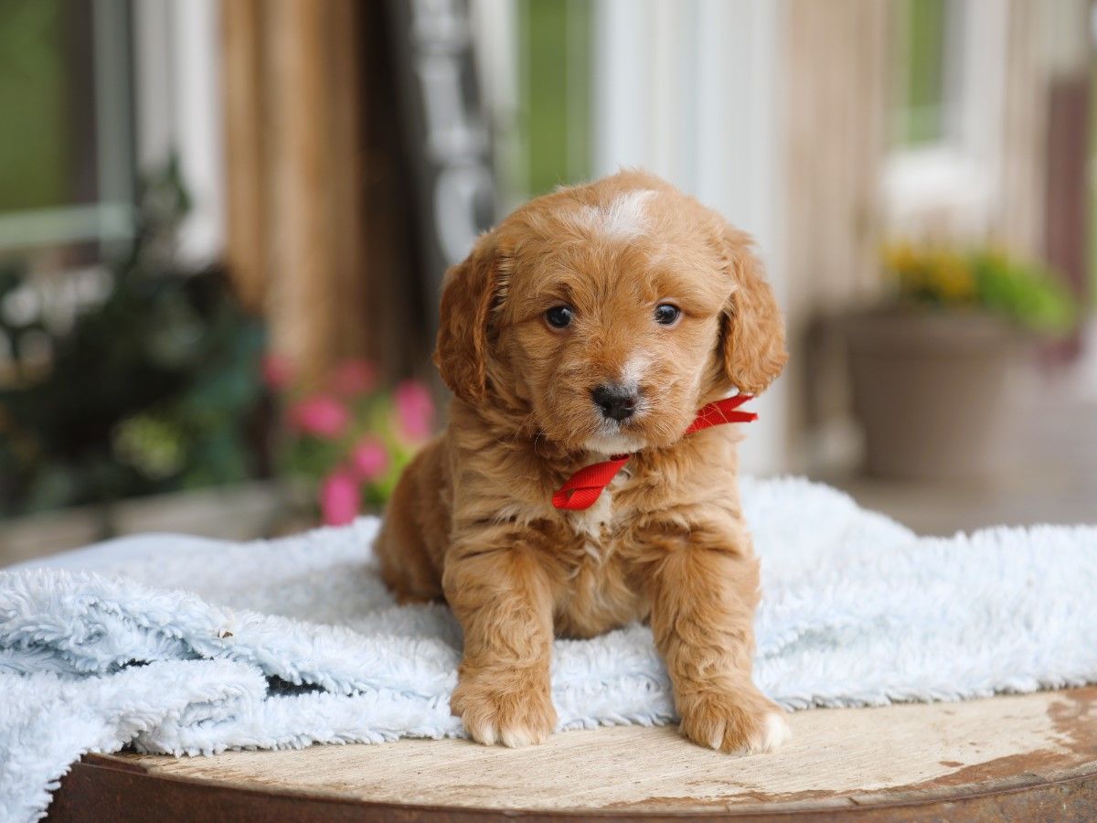 Baxter (2).JPG