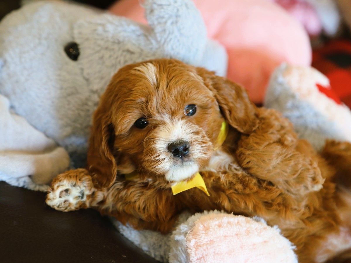 Hailey • click to meet
