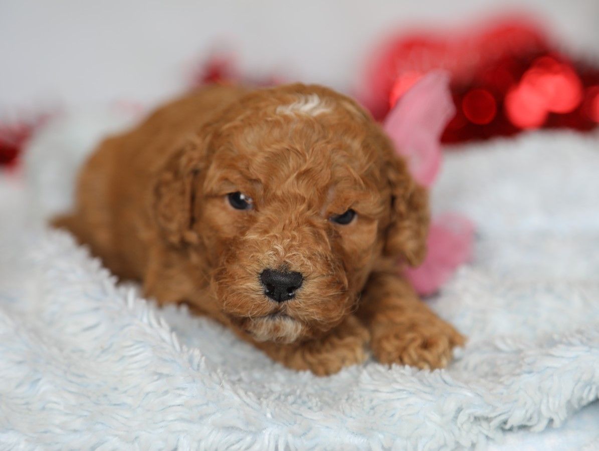 Jewel - click to meet