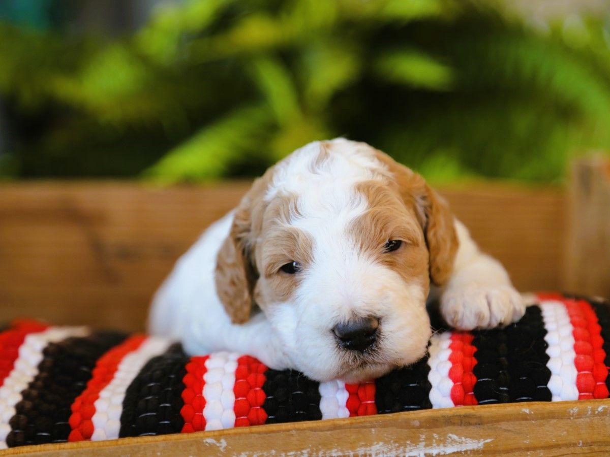 Roma • click to meet