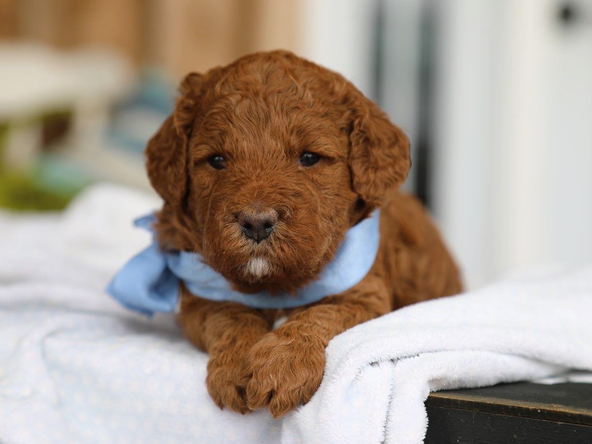 Bentley • click to meet