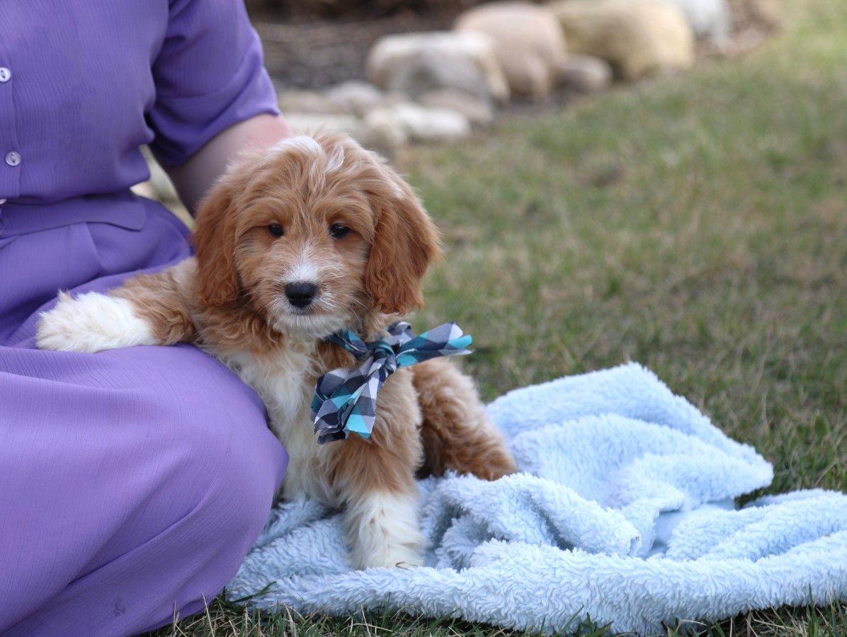  Winner - click to meet