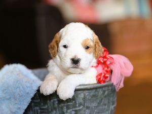 Pippa • click to meet