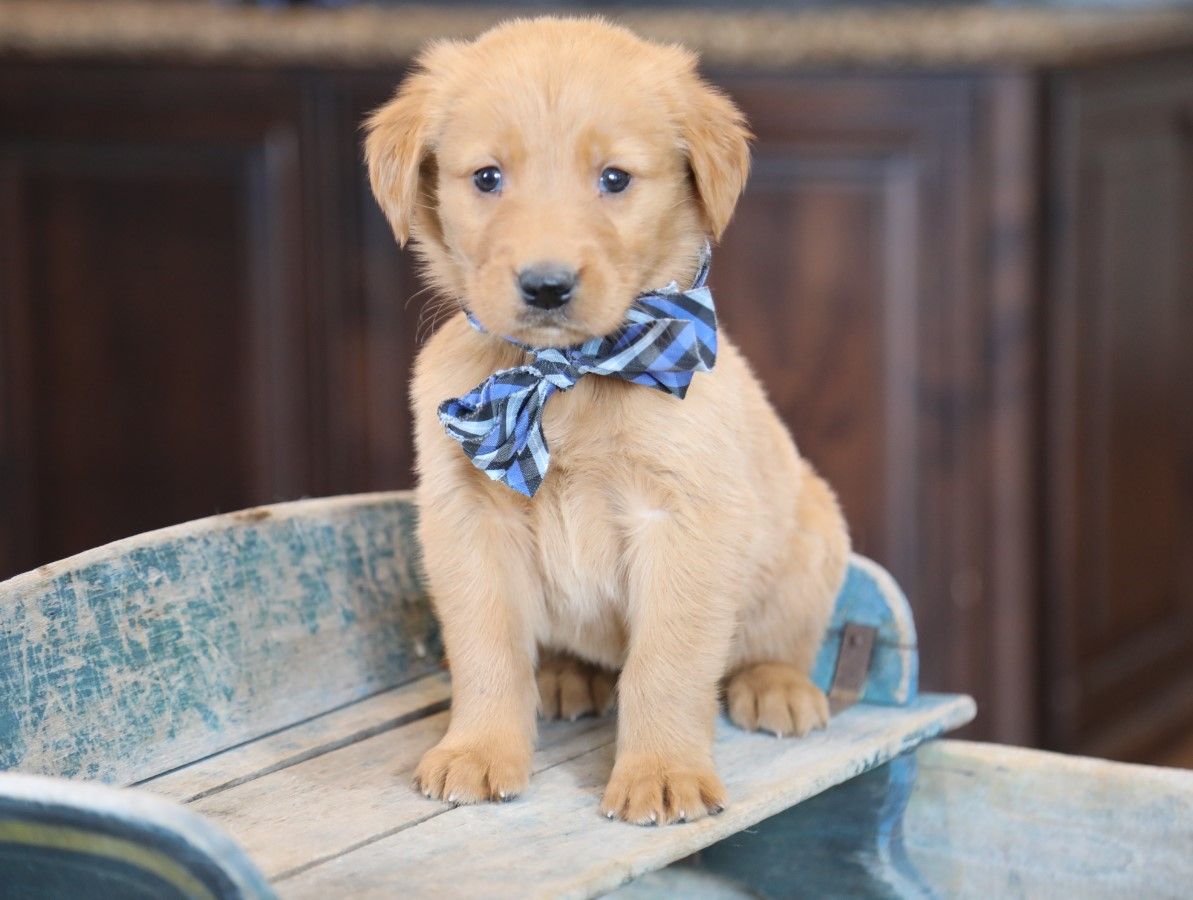  Albert - Click to meet