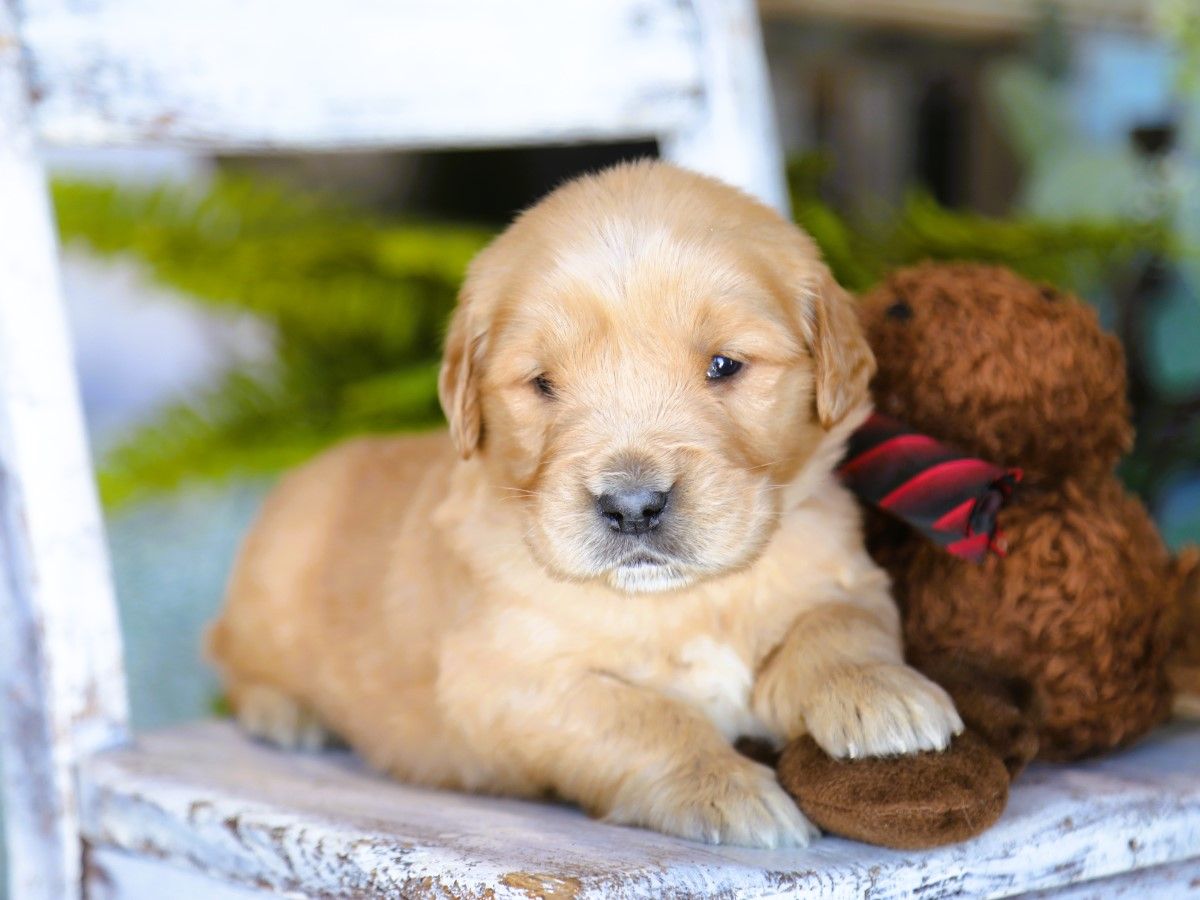 Cooper (3).JPG