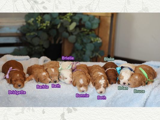 Olivia's Babies - Click to meet