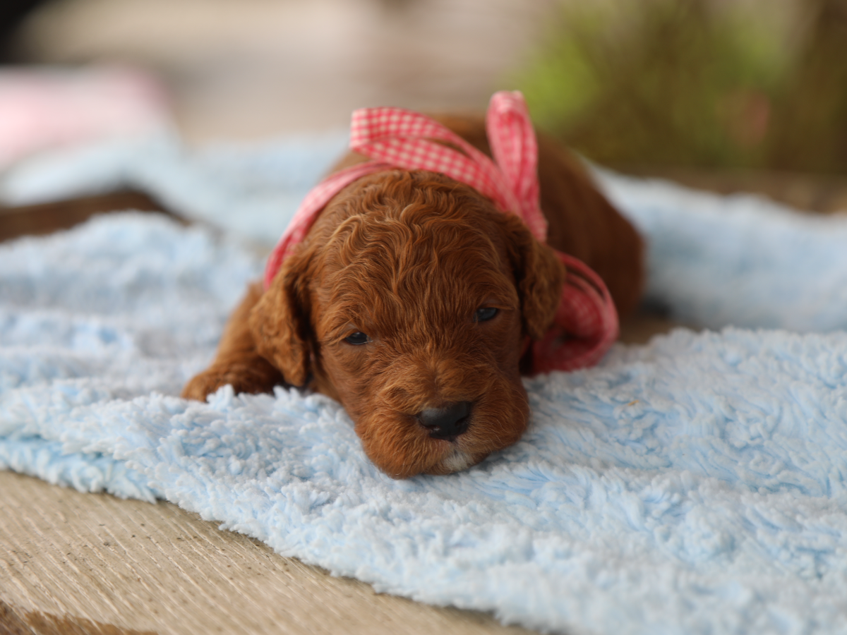 Chino • click to meet