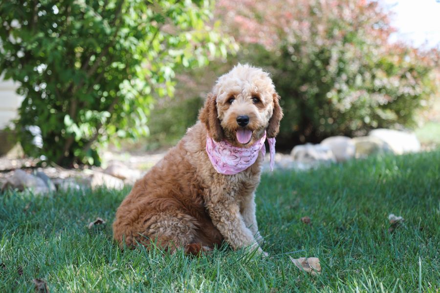 Tinker's Babies • click to meet