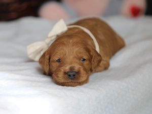 Travis - click to meet