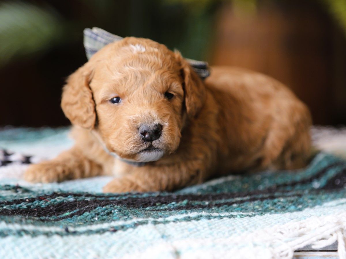 Harry • click to meet