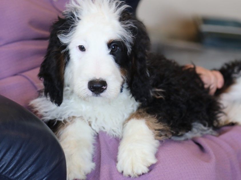 Baxter (4).JPG