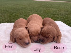 Carol's Babies - Click to meet