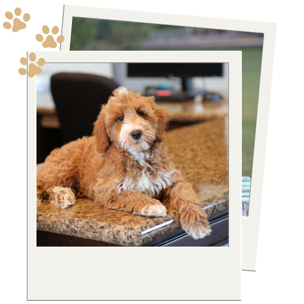 Golden Doodle  - Image 2.png