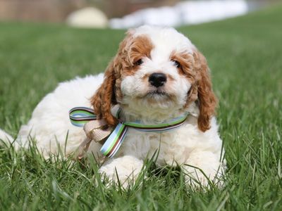 OLIVER • RESERVED