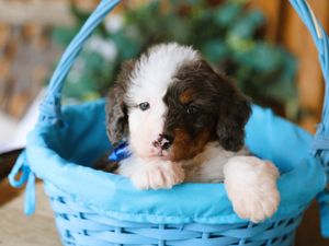  Rambo • click to meet