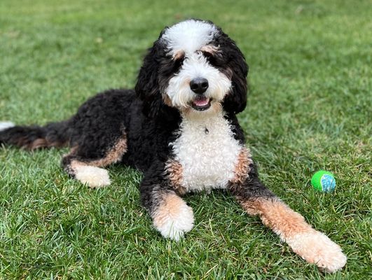 ”Riley is the sweetest and most adorable!!! Yes, she is the most beautiful! We love her so much!!! She is thriving and doing well and getting so much love and kisses. We still can’t get enough of her!” - Natasha PARIS • HOMED