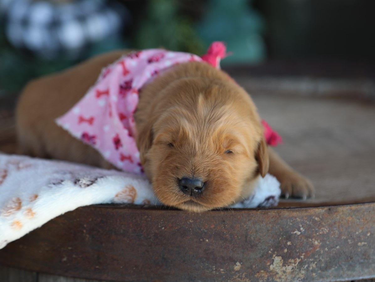 hazel (2).JPG