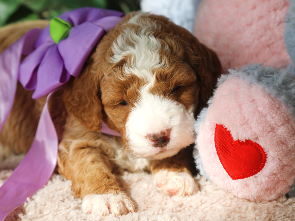 Violet • click to meet
