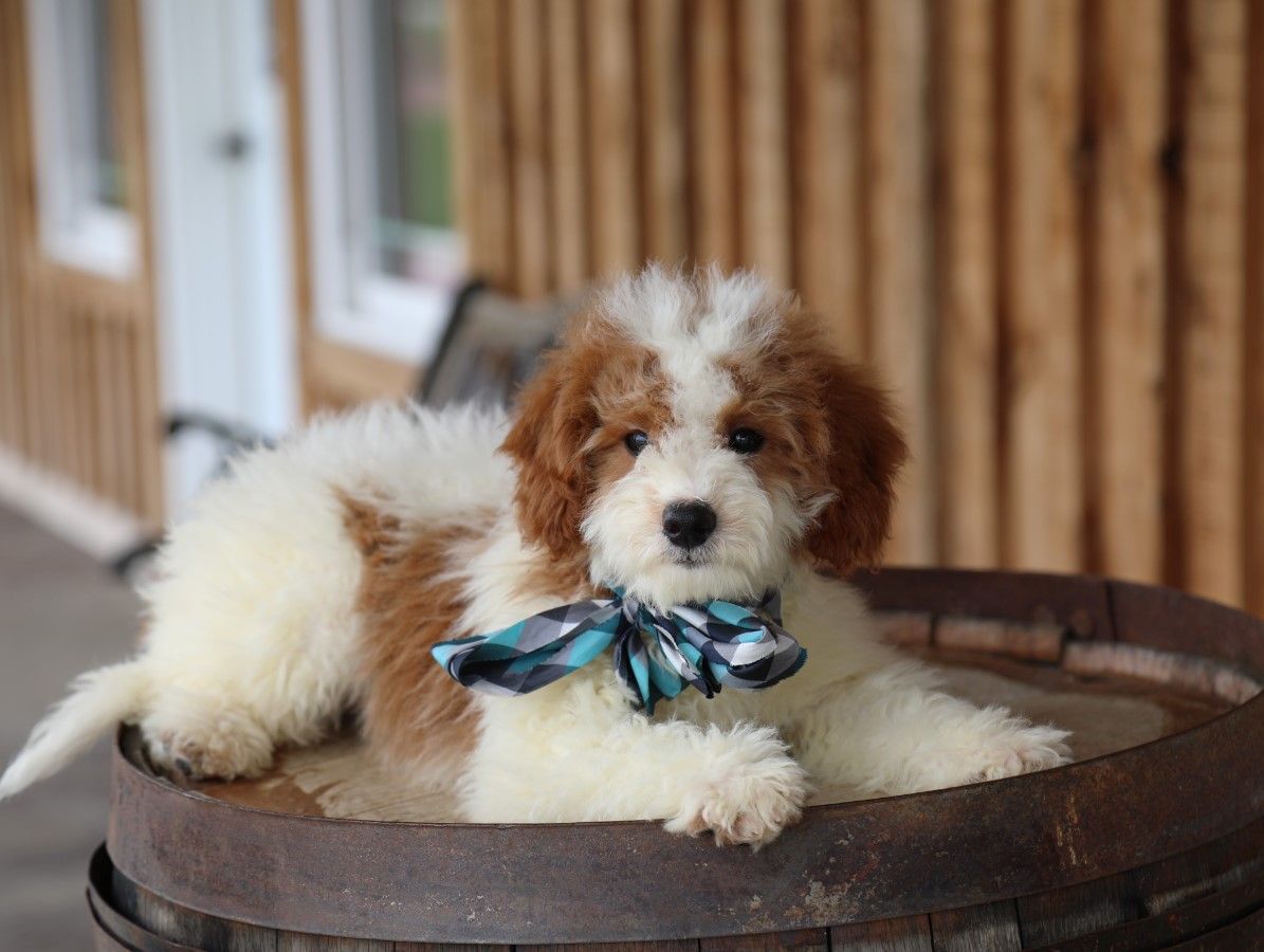  Sarge - click to meet