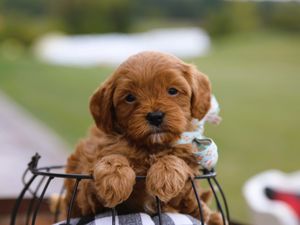  Dimitri • click to meet