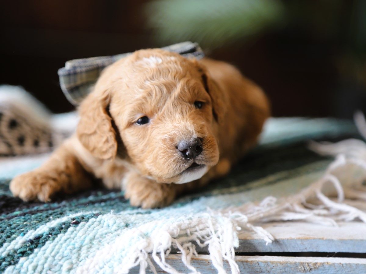 harry (3).JPG
