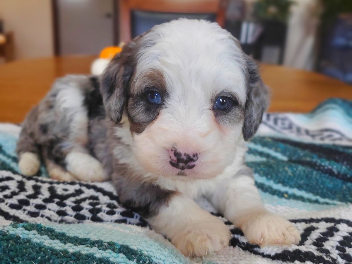 reggie (2).jpg