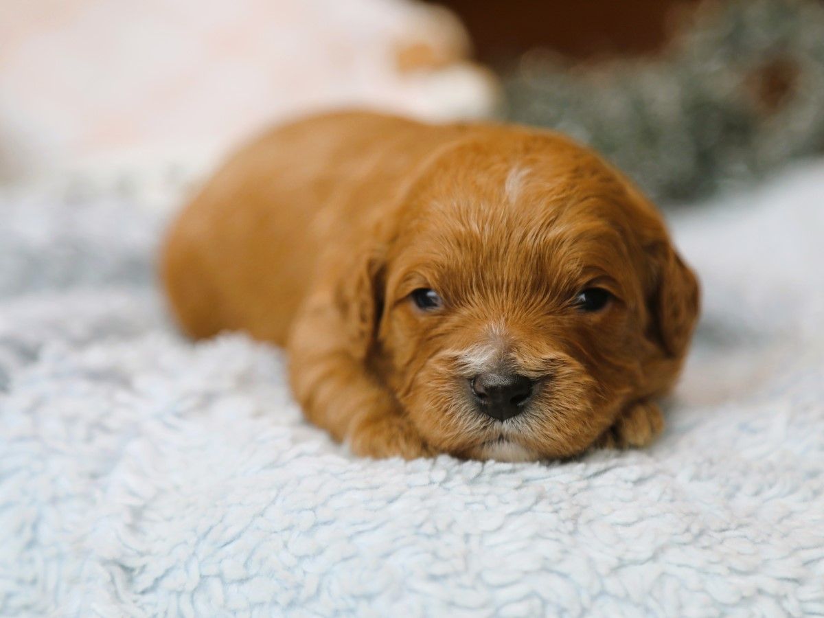 Anya • Click to meet