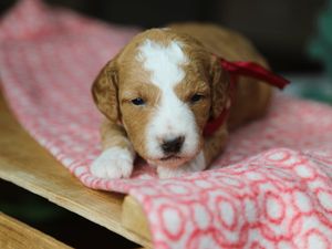 Carmela • click to meet