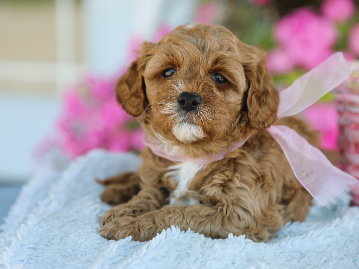 Maisie (4).png