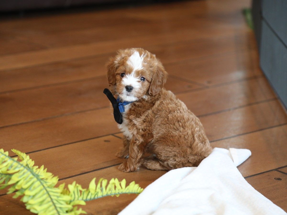 alfie (1).JPG